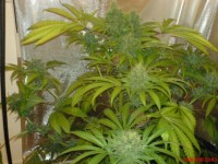 Sugar Haze picture