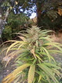 Super Bud Feminised picture