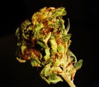 Super Critical Auto-flowering Feminised picture