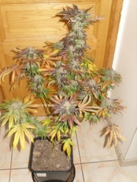 Super Critical Haze Feminised picture