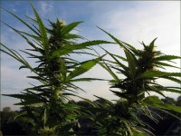 Super Haze Feminised picture