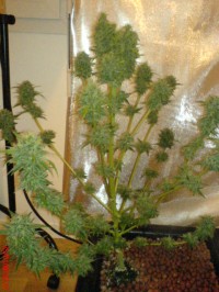 Super Lemon Haze Feminised picture