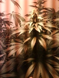 Super Silver Haze Feminised picture