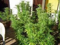 Super Silver Haze picture