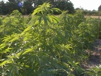 Super Skunk Feminised picture