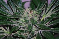 Super Skunk picture