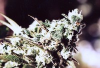 Swazi Skunk picture
