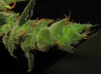 Sweet Haze Feminised picture