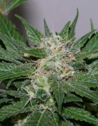 Sweet Pink Grapefruit Feminised picture
