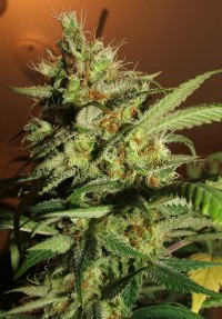 Sweet Purple Feminised picture