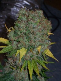 Sweet Purple picture