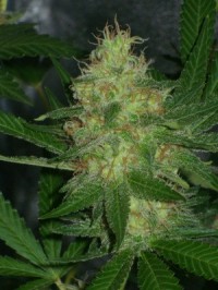 Sweet Skunk Auto Feminised picture