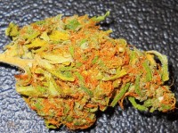 Sweet Special Auto Feminised picture