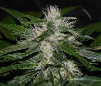 Sweet Chunk picture