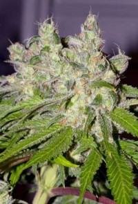 Sweet Tooth3 BX1 picture