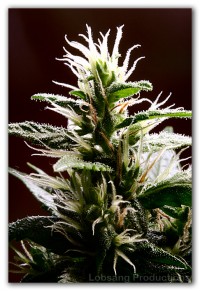 Tahoe OG Feminised  - 6 picture