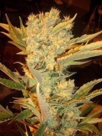 Taiga Autoflowering Feminised picture