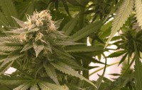 The Massive Mix Pack Autoflowering Feminised picture