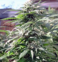 The Original Skunk #1  - 10 picture
