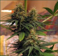 The Pure Hemp picture