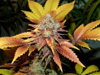 Thunder Bud Feminised picture