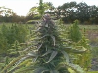 Thunder Bud Haze picture