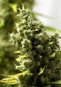 Titan Auto-flowering Feminised picture
