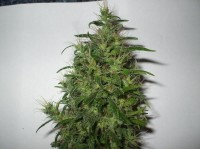 Titans Haze picture