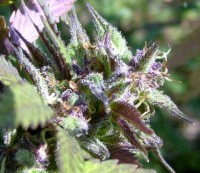 Top Skunk 44 Feminised picture