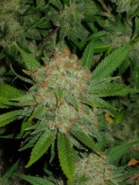 Tundra Autoflowering Feminised picture