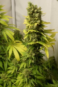 Ultra Skunk Feminised picture