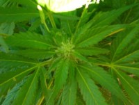 Utopia Haze Feminised picture