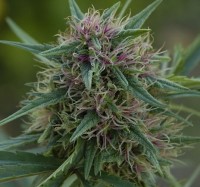 Vanilla Kush Feminised picture