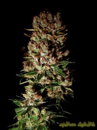 Vertigo Autoflowering Feminised picture