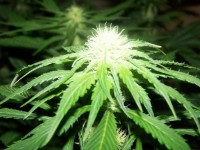 Violator Kush Feminised picture
