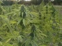 Violator Kush picture