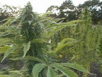 White Domina Feminised picture