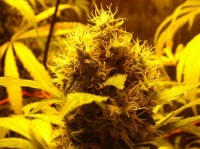 White Indica picture