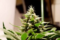 White Russian Feminised  (SERIOUS) - 6 picture