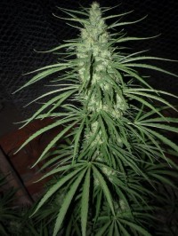 White Skunk Feminised picture