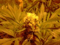 White Smurf picture
