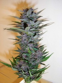 White Widow Automatic Feminised picture