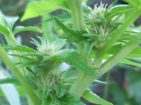 White Widow Feminised picture