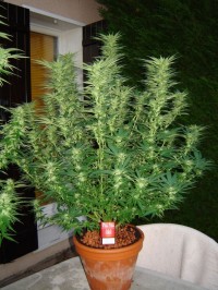 White Widow Feminised picture