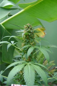 White Widow Feminised picture