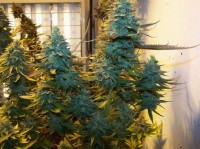 White Widow Feminised picture