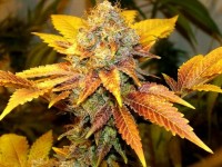 White Widow Feminised picture