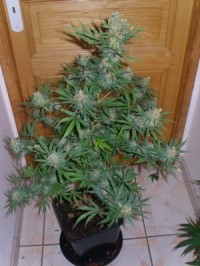 White Widow Feminised picture