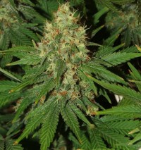 White Widow x Big Bud Feminised picture
