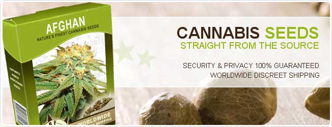 marijuana seeds sales